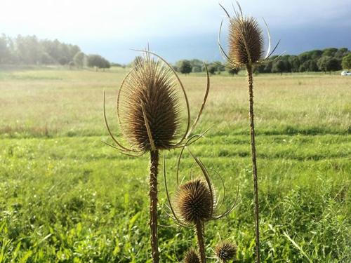 agricultura sostenible