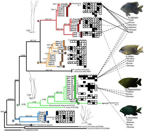 Phylogeny Figures 1471-2148-10-185-1  Source dx.doi.org/10.1186/1471-2148-10-185 