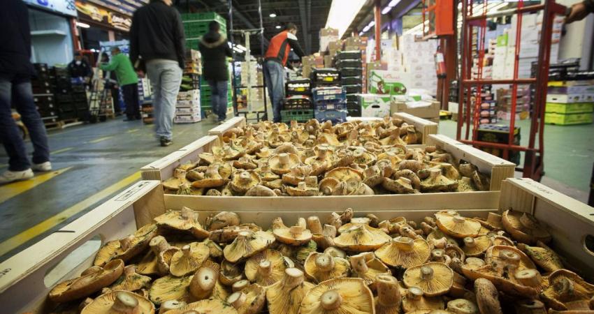 Imagen de Mercamadrid con cajas de setas en primer plano