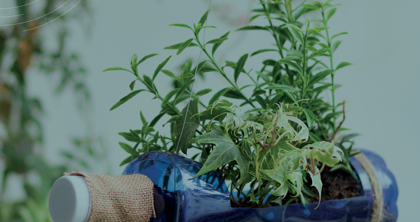 Botella con planta plantada en ella